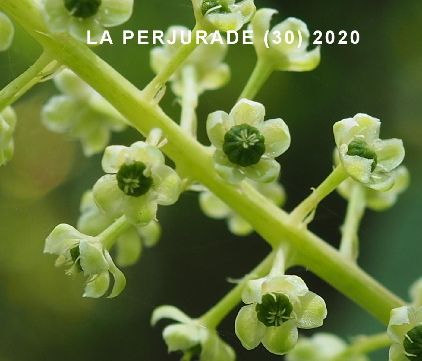 American Pokeweed flower